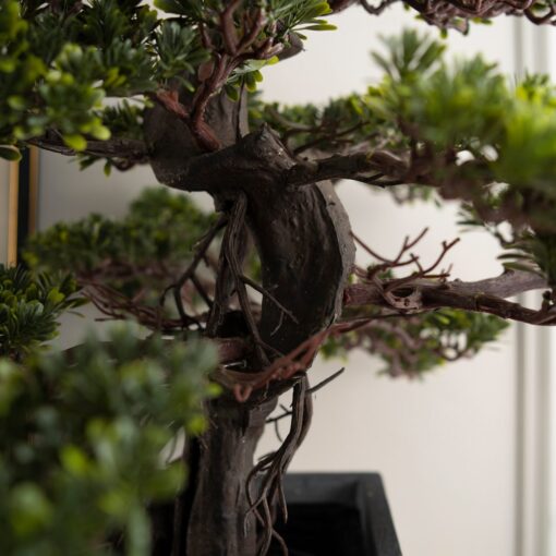 Miya Podocarpus Bonsai (85cm) - Image 2