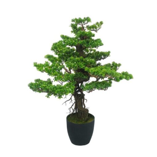 Miya Podocarpus Bonsai (85cm)