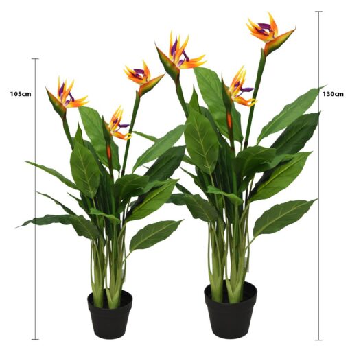 Prabal Bird Of Paradise (105cm, 130cm) - Image 3