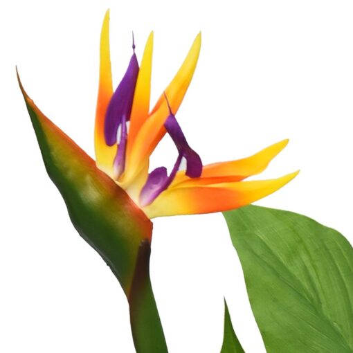Prabal Bird Of Paradise (105cm, 130cm) - Image 2