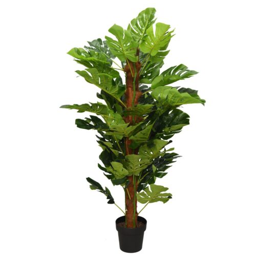 Pak Leo Potted Split Philo Tree (150cm)