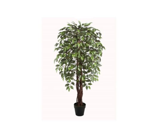 Arnie Potted Ficus Tree (150cm)