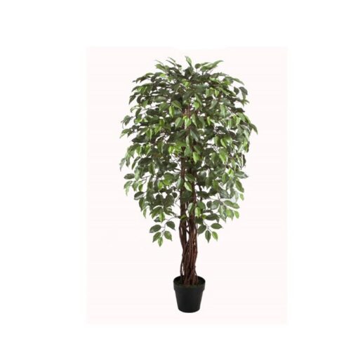Arnie Potted Ficus Tree (150cm)