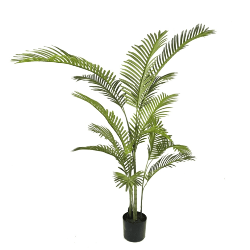 Joellen Potted Areca Palm (150cm, 180cm)