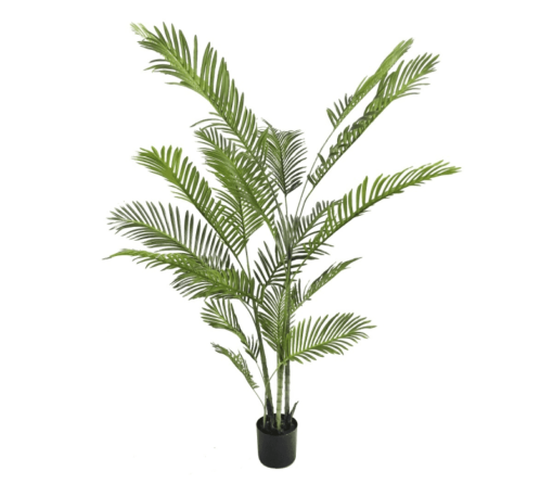 Joellen Potted Areca Palm (150cm, 180cm) - Image 2