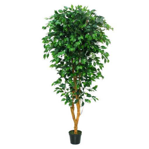 Potted Ficus Bushy Tree (198cm)