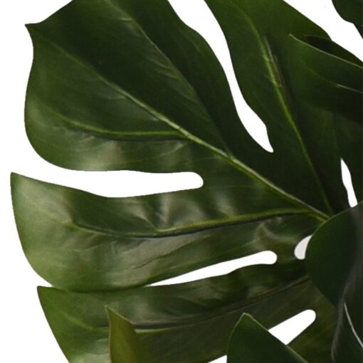 Kak Ngah Potted Monstera (60cm, 105cm) - Image 5