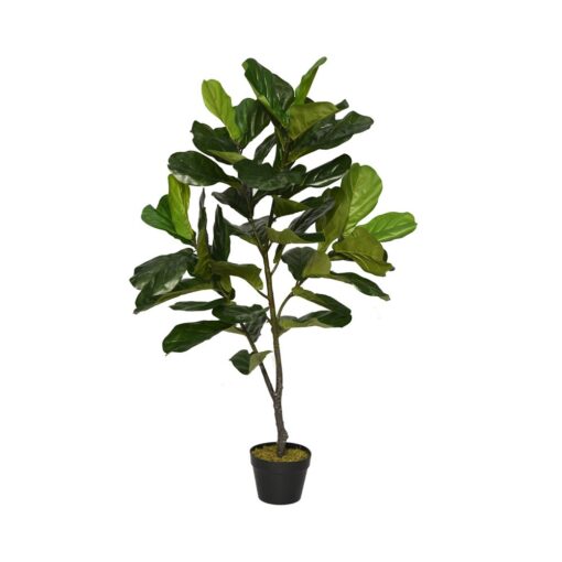 Sarah Potted Fiddle Leaf (75cm, 120cm) - Image 2