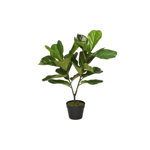 Sarah Potted Fiddle Leaf (75cm, 120cm)