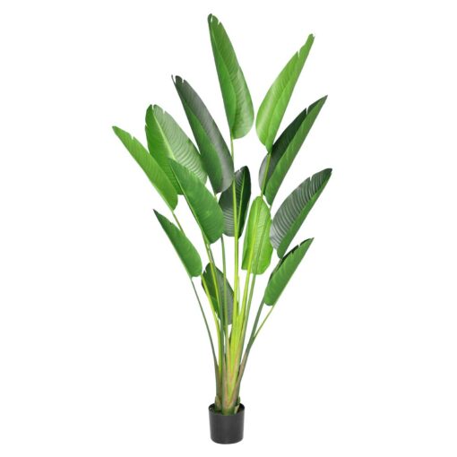 Nora Potted Traveller Palm Tree (180cm)