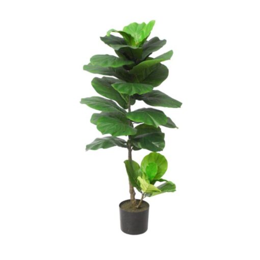 Farah Potted Fiddle Tree (110cm, 180cm)