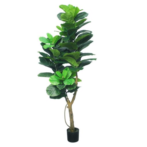 Farah Potted Fiddle Tree (110cm, 180cm) - Image 3