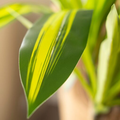 Mei Leng Potted Dracaena Tree (75cm, 115cm) - Image 7
