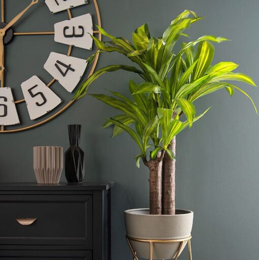 Mei Leng Potted Dracaena Tree (75cm, 115cm) - Image 2