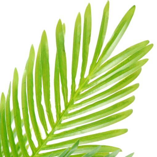 Kavitha Potted Paradise Palm Tree (135cm) - Image 2
