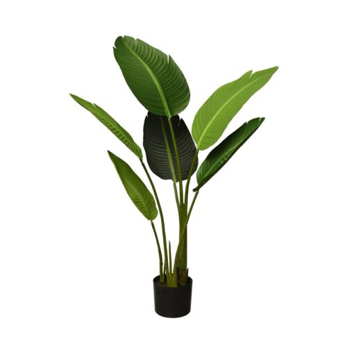 Burung Potted Bird Of Paradise Tree (120cm, 150cm)