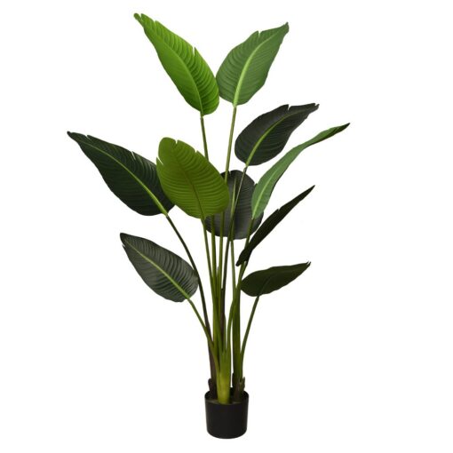 Burung Potted Bird Of Paradise Tree (120cm, 150cm) - Image 2