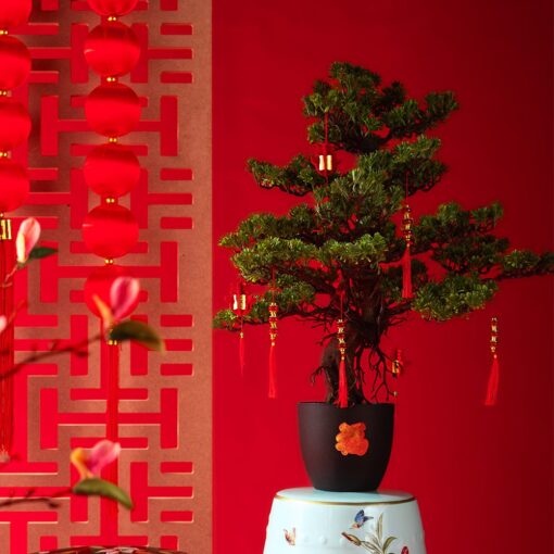 Miya Podocarpus Bonsai (85cm) - Image 4