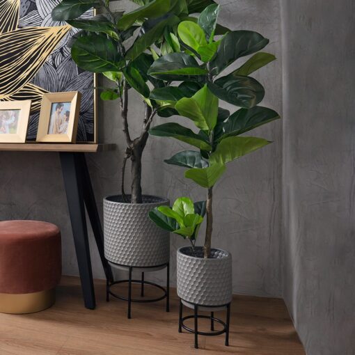 Farah Potted Fiddle Tree (110cm, 180cm) - Image 5