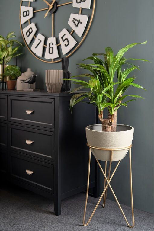 Mei Leng Potted Dracaena Tree (75cm, 115cm) - Image 9
