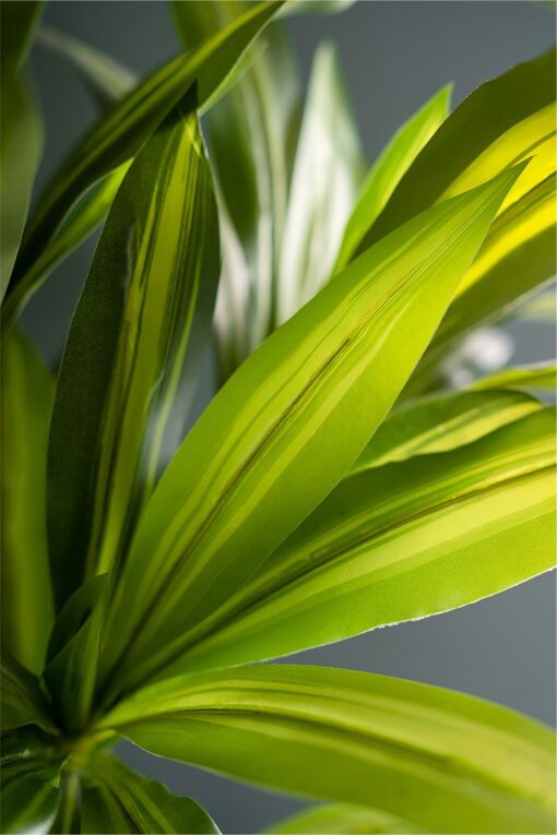 Mei Leng Potted Dracaena Tree (75cm, 115cm) - Image 4