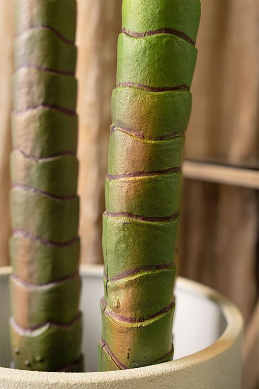 Seri Potted Palm Tree (100cm, 210cm) - Image 3