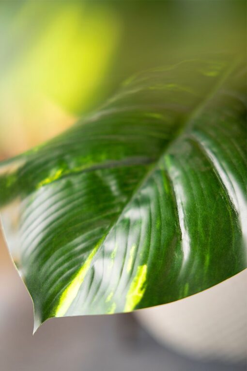 Cik Aida Potted Taro Leaves Tree (150cm) - Image 3
