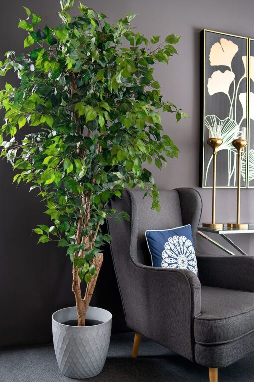 Potted Ficus Bushy Tree (198cm) - Image 2