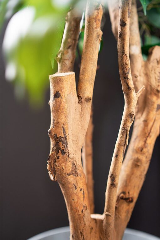 Potted Ficus Bushy Tree (198cm) - Image 3