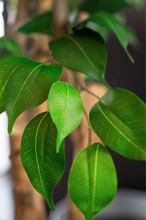 Potted Ficus Bushy Tree (198cm) - Image 5