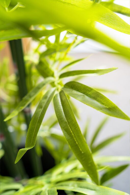 Uncle Chong Potted Bamboo Tree (182cm) - Image 3
