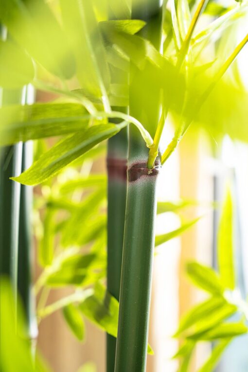 Uncle Chong Potted Bamboo Tree (182cm) - Image 4