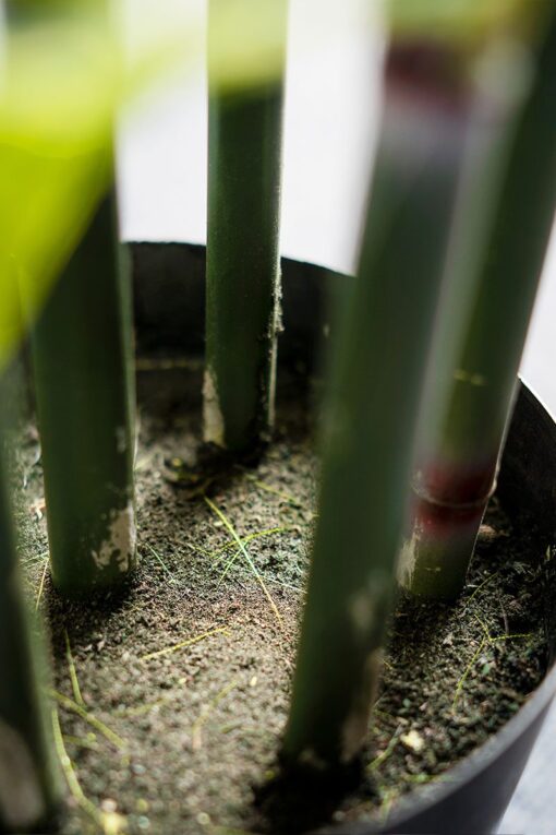 Uncle Chong Potted Bamboo Tree (182cm) - Image 5