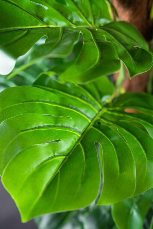 Pak Leo Potted Split Philo Tree (150cm) - Image 3