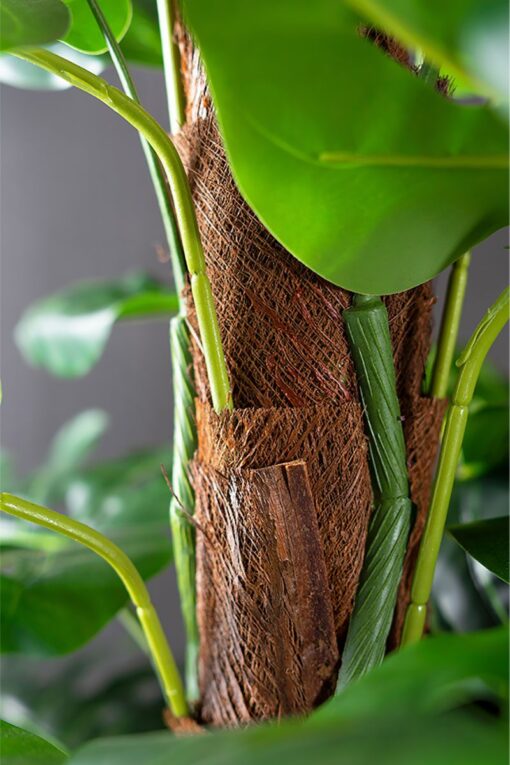 Pak Leo Potted Split Philo Tree (150cm) - Image 4