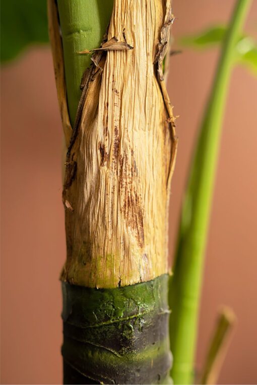 Maureen Potted Taro Leaves Tree (120cm) - Image 4