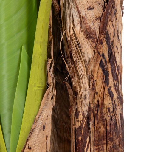 Potted Banana Tree (H120cm) - Image 4