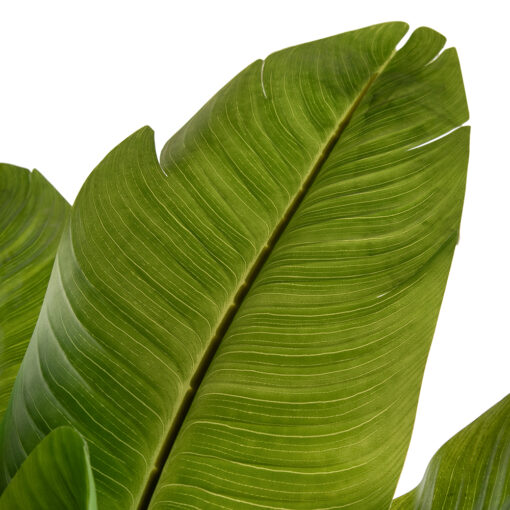 Potted Banana Tree (H120cm) - Image 2
