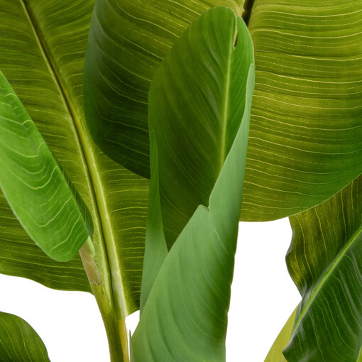 Potted Banana Tree (H120cm) - Image 6