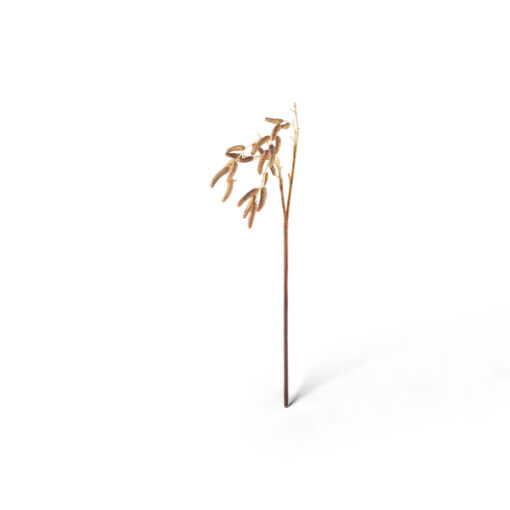 Birch Berry In Short Stem