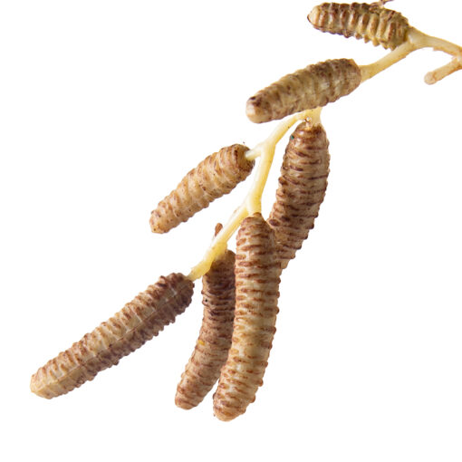 Birch Berry In Short Stem - Image 2
