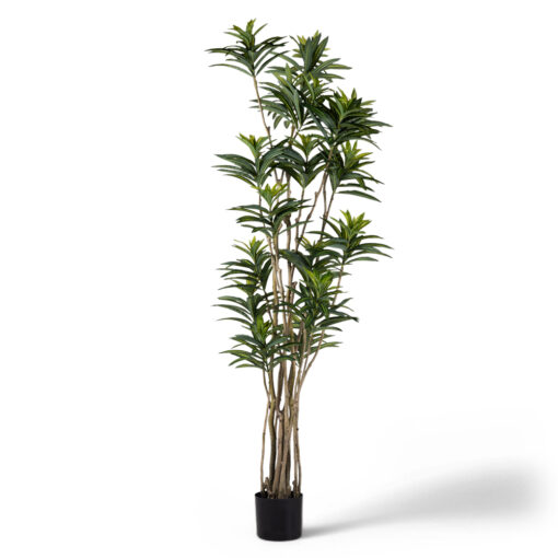 Potted Lily Bamboo Tree (H180cm)