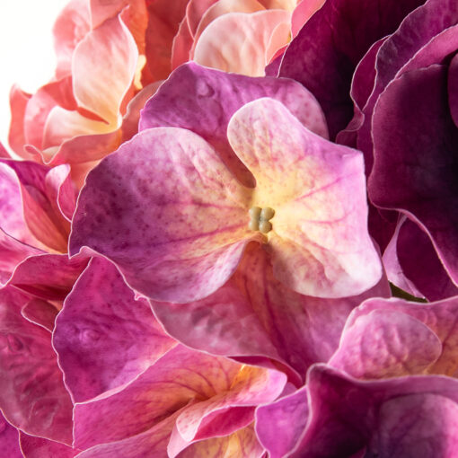 Single Hydrangea Spray (H105cm) - Image 2