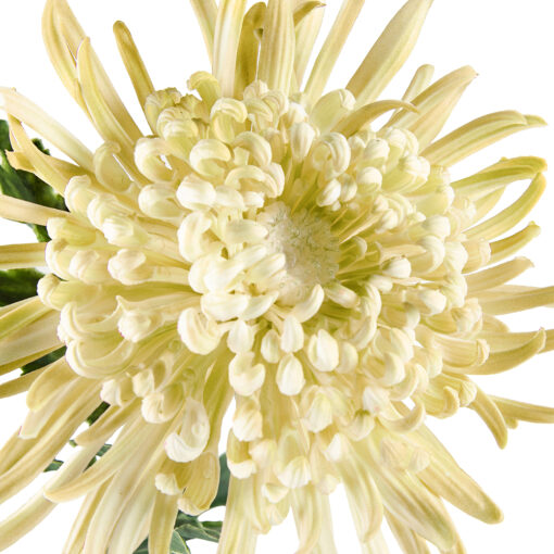 Single Chrysanthemum (H78cm) - Image 2
