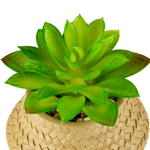 Potted Sempervivum Tectorum (H12cm) - Image 2