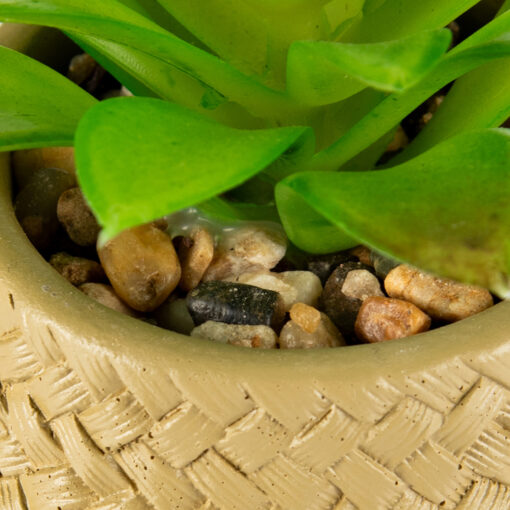 Potted Sempervivum Tectorum (H12cm) - Image 3