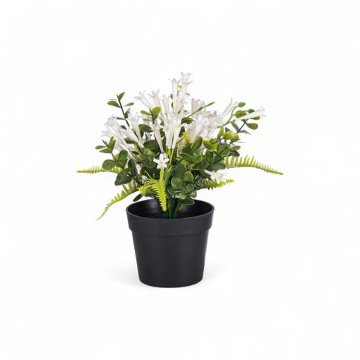 Pyrostegia Venusta Potted Plant (H25cm)