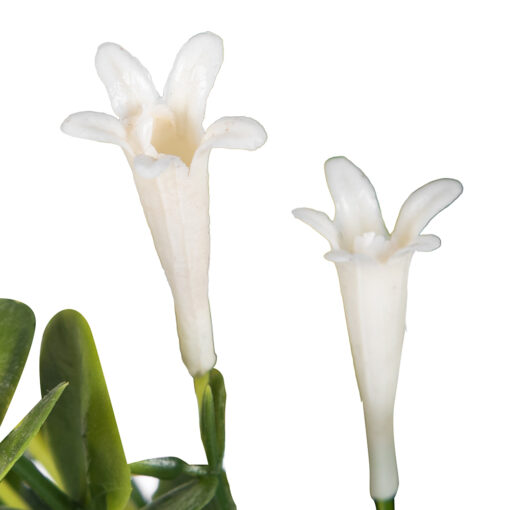 Pyrostegia Venusta Potted Plant (H25cm) - Image 2