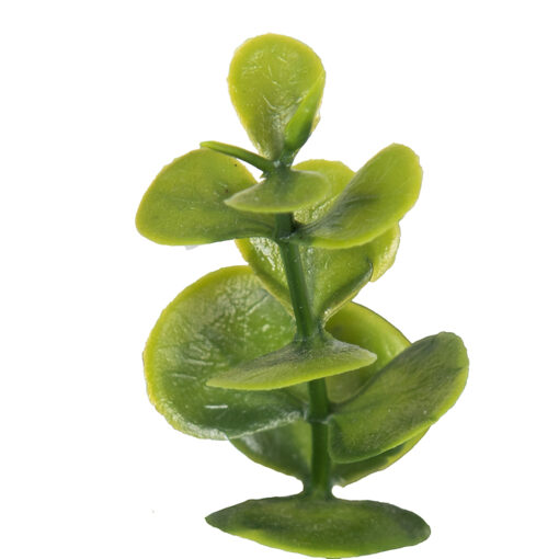 Pyrostegia Venusta Potted Plant (H25cm) - Image 3
