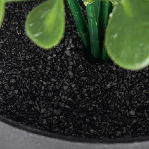 Pyrostegia Venusta Potted Plant (H25cm) - Image 4